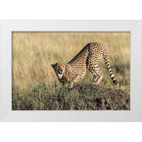 Bent And AttentIVe White Modern Wood Framed Art Print by Damico, Giuseppe