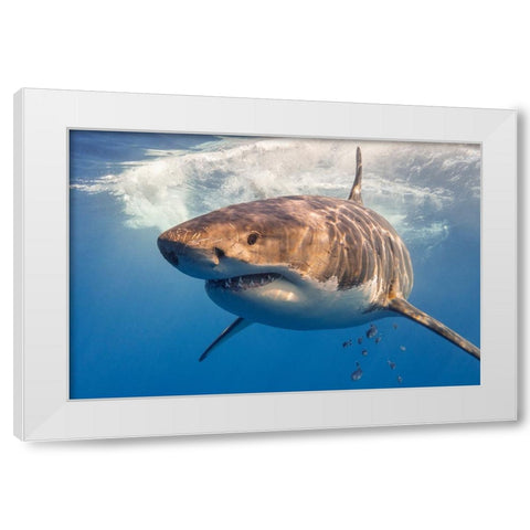 Great White White Modern Wood Framed Art Print by Rebro, Marcel