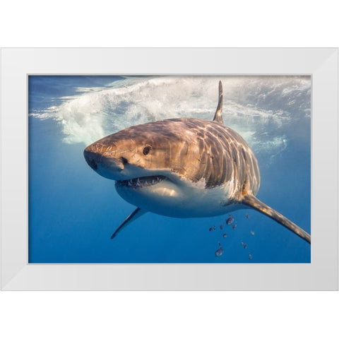 Great White White Modern Wood Framed Art Print by Rebro, Marcel