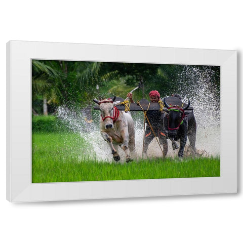 Moichara Cattle Race FestIVal White Modern Wood Framed Art Print by Biswas, Kuntal