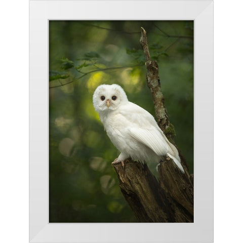 Fairy White Modern Wood Framed Art Print by Xu, Tony