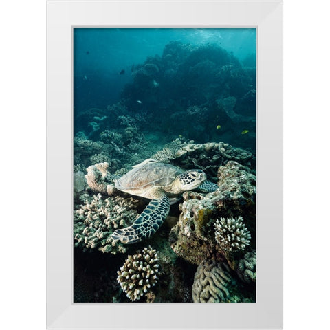 Life Of The Deep White Modern Wood Framed Art Print by Melesan, Serge