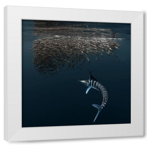 Charging Into Bait-Ball White Modern Wood Framed Art Print by Lu, Jennifer