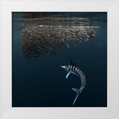 Charging Into Bait-Ball White Modern Wood Framed Art Print by Lu, Jennifer