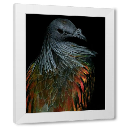 Nicobar Pigeon White Modern Wood Framed Art Print by Lesica, Ivan