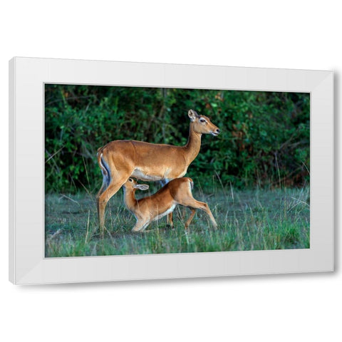 Feeding Time White Modern Wood Framed Art Print by Damico, Giuseppe