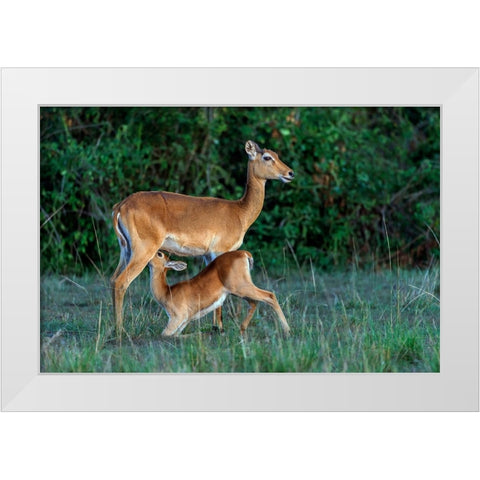Feeding Time White Modern Wood Framed Art Print by Damico, Giuseppe