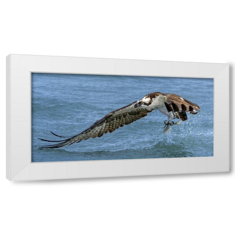 Splash White Modern Wood Framed Art Print by Fan, John