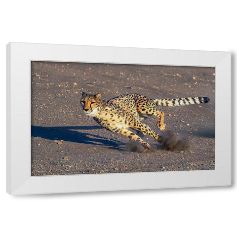Cheetah White Modern Wood Framed Art Print by Huang, Johnson