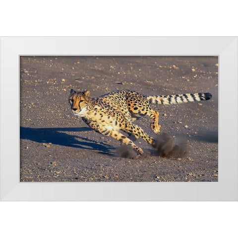 Cheetah White Modern Wood Framed Art Print by Huang, Johnson