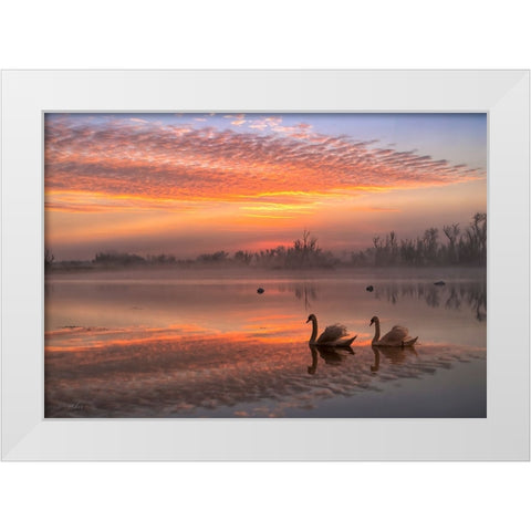 Rosy Romance White Modern Wood Framed Art Print by An, Anna