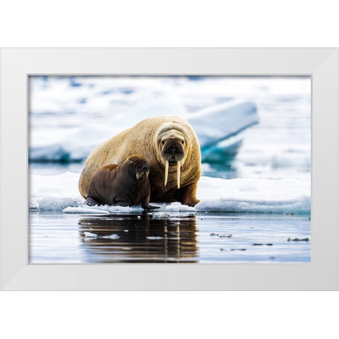 Walrus With Calf White Modern Wood Framed Art Print by Lewis-Bevan, Wyn