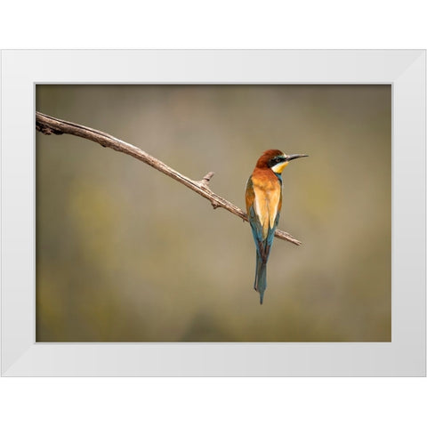 Bee Eater White Modern Wood Framed Art Print by Zakic, Dejan