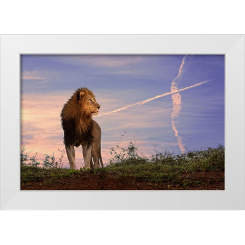 Lion King White Modern Wood Framed Art Print by Eichelberg, Amnon