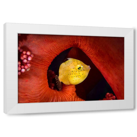 Little Filefish White Modern Wood Framed Art Print by Peneau, Cedric