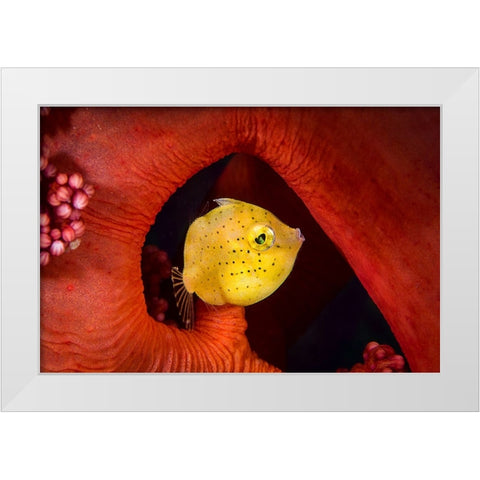 Little Filefish White Modern Wood Framed Art Print by Peneau, Cedric