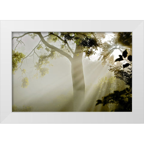 Fog at MAcns Klint White Modern Wood Framed Art Print by Wicklow, Jorgen