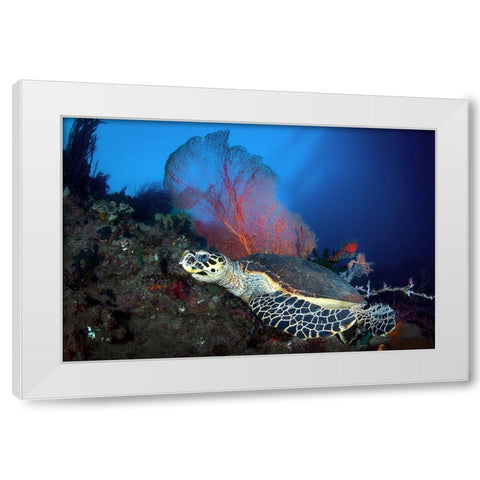 Hawksbill Turtle White Modern Wood Framed Art Print by Peneau, Cedric