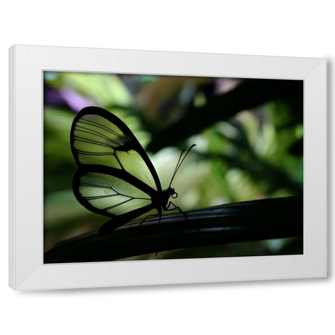 Clear Winged Butterfly White Modern Wood Framed Art Print by Lesica, Ivan