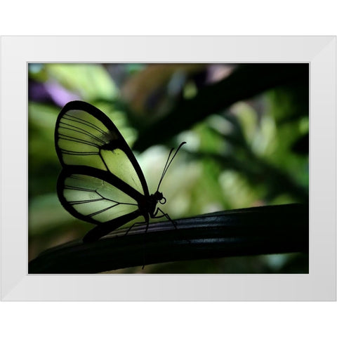 Clear Winged Butterfly White Modern Wood Framed Art Print by Lesica, Ivan