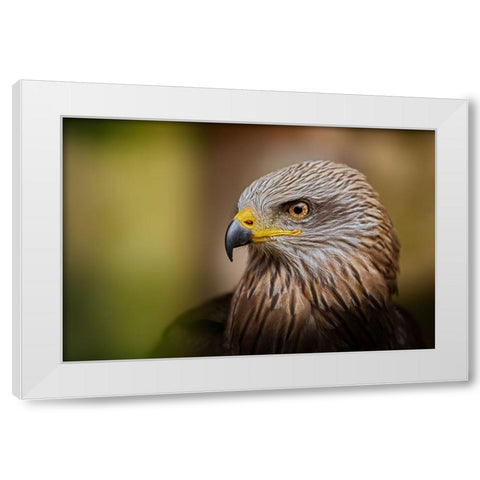 Bird Of Prey... White Modern Wood Framed Art Print by Svestka, Jiri