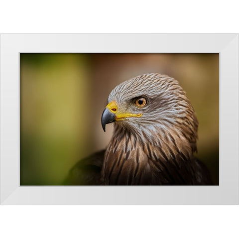 Bird Of Prey... White Modern Wood Framed Art Print by Svestka, Jiri