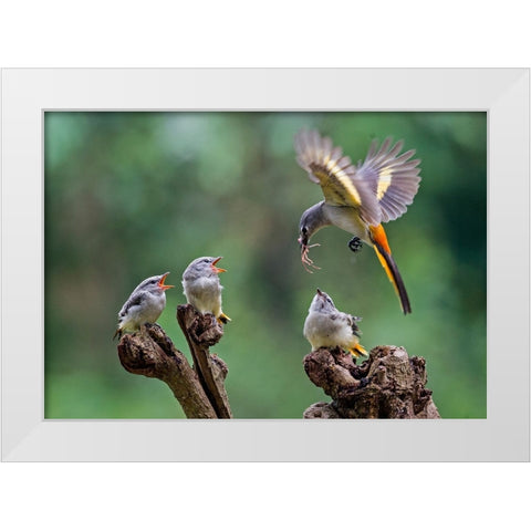 I Am Coming 2 White Modern Wood Framed Art Print by Muliani Hartojo, Angela