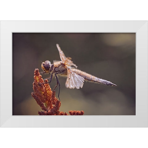 Battle Scars. White Modern Wood Framed Art Print by Williams, Stuart