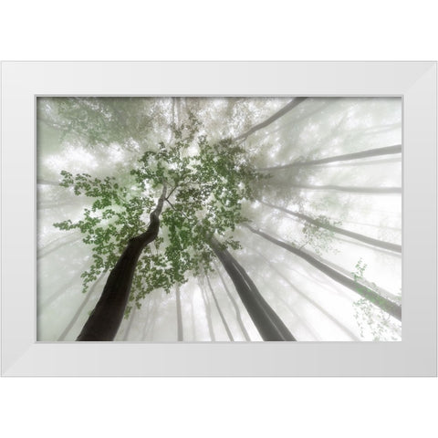 Misty mystery of the forest White Modern Wood Framed Art Print by Pavlasek, Tom
