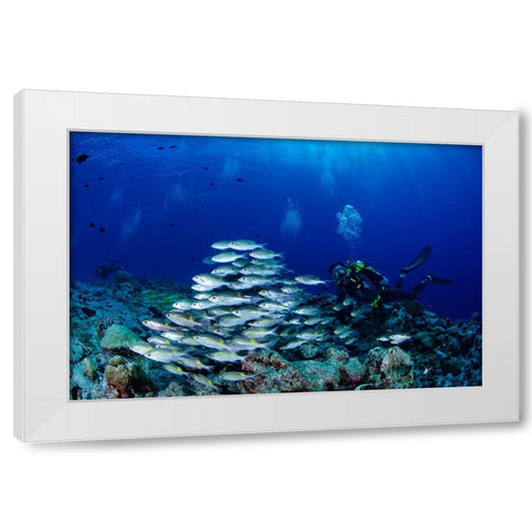 Fish And DIVers White Modern Wood Framed Art Print by Y Lin, Ryan