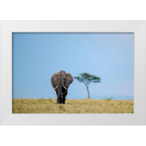 All Good Things Are Wild And Free ... White Modern Wood Framed Art Print by Roshkumar