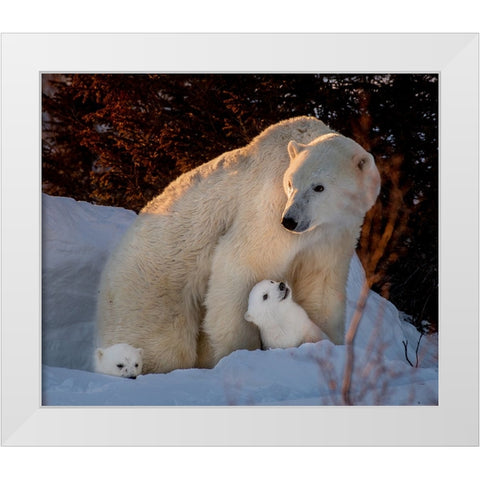 Untitled White Modern Wood Framed Art Print by Tao, Liwen