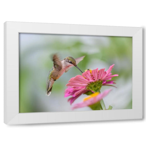 Juvenile Ruby-Throated Hummingbird White Modern Wood Framed Art Print by Chen, Li
