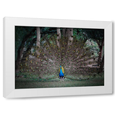 Look At Me White Modern Wood Framed Art Print by Lu, Linda