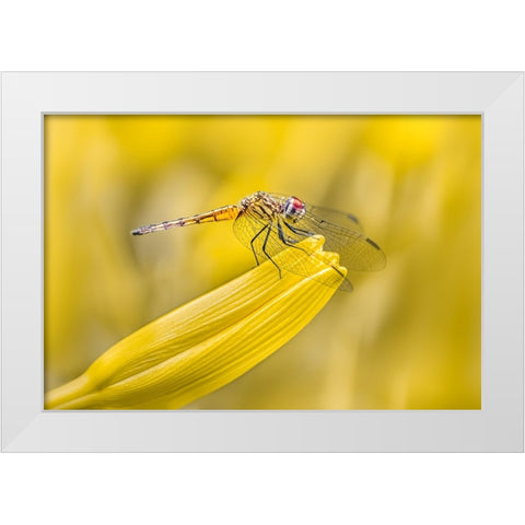 Perched White Modern Wood Framed Art Print by Saluja, Atul