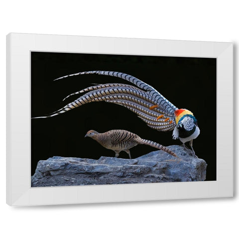 Untitled White Modern Wood Framed Art Print by Fengying Long