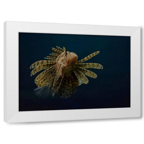 Underwater Beauty Of Nature White Modern Wood Framed Art Print by Al-Hefnawy, Haytham