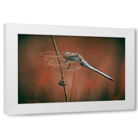 The Battlefield White Modern Wood Framed Art Print by Williams, Stuart