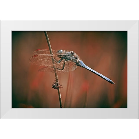 The Battlefield White Modern Wood Framed Art Print by Williams, Stuart