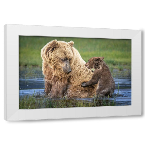 Bear-Back Ride? White Modern Wood Framed Art Print by C. Sink, Jeffrey