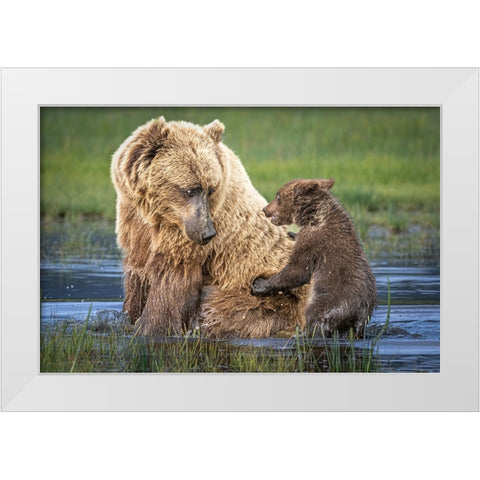 Bear-Back Ride? White Modern Wood Framed Art Print by C. Sink, Jeffrey