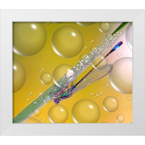 Anti-Heat Wave Dew... White Modern Wood Framed Art Print by Dufour, Thierry