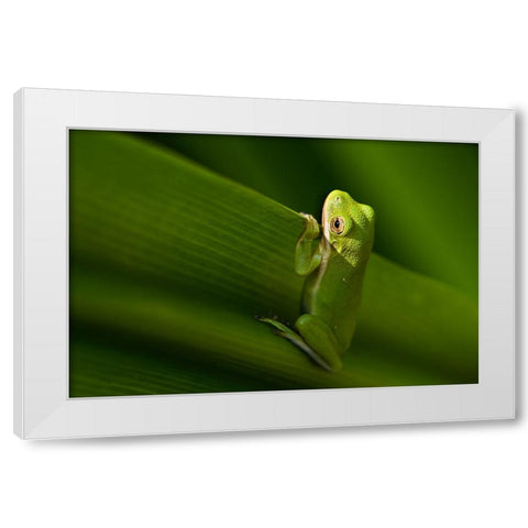 Take A Look Outside White Modern Wood Framed Art Print by He, Mike
