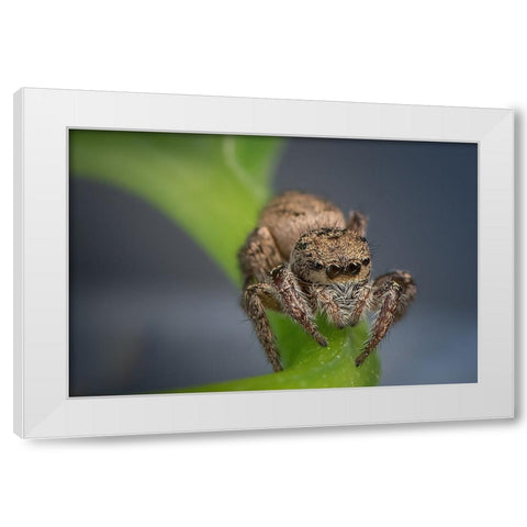 Jumping Spider White Modern Wood Framed Art Print by Deng, Ivy