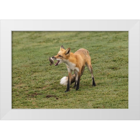 Playing With Prey White Modern Wood Framed Art Print by Lu, Bill