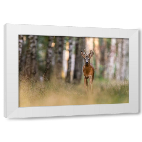 Untitled White Modern Wood Framed Art Print by S., Damian