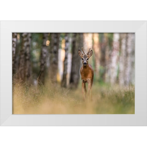 Untitled White Modern Wood Framed Art Print by S., Damian