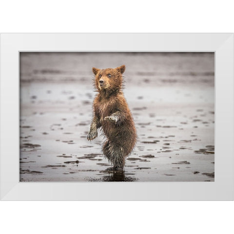 Qbustedq White Modern Wood Framed Art Print by C. Sink, Jeffrey