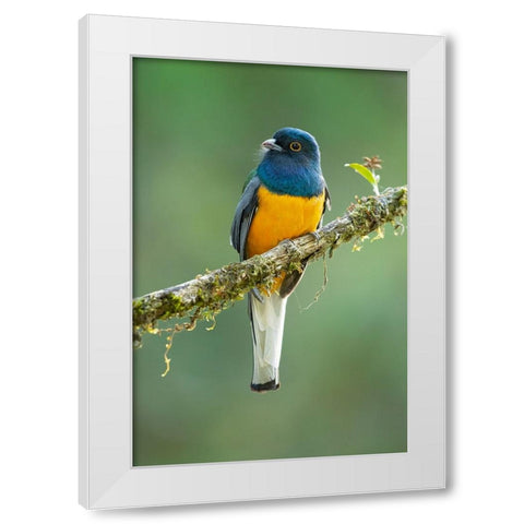 Surucua Trogon White Modern Wood Framed Art Print by Zygmunt, Milan