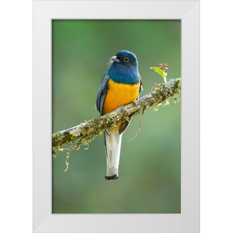 Surucua Trogon White Modern Wood Framed Art Print by Zygmunt, Milan